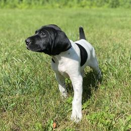 German Shorthaired Pointer Puppies from Thunder Mountain Gun Dogs