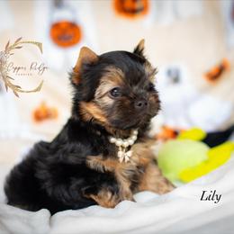 Lily - Black and gold female Yorkshire Terrier puppy in Marmaduke, Arkansas from Copper Ridge Yorkies