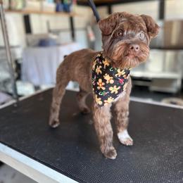 Miniature Schnauzer Puppies from Fancy Farms + Pups