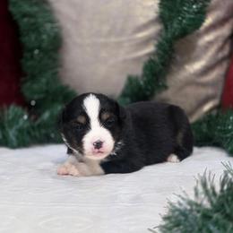 Smoke - Black tri male Miniature Australian Shepherd puppy in Killen, Alabama from Wilkers Wholehearted Mini Aussies
