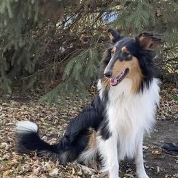 Ruby - Collie
