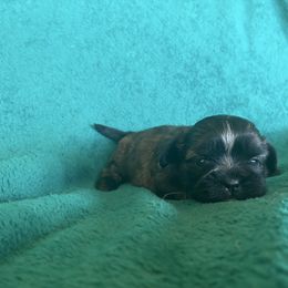 Girl 1 - Black female Shih Tzu puppy in Carthage, Missouri from Rocking H Dogs