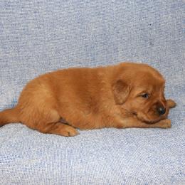 Ursula - Dark golden female Golden Retriever puppy in New Weston, Ohio from Bertke AKC Golden Retrievers and Bernese Mountain Dogs