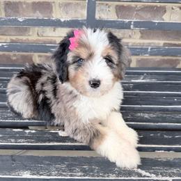 Amber - Blue merle female Aussiedoodle puppy in Cartersville, Georgia from Simply Blessed Doodles