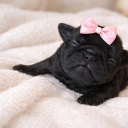 Clover - Black female Brussels Griffon puppy in Welch, Minnesota from Baringer Brussels
