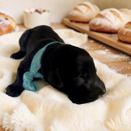 Chip - Black male Goldendoodle puppy in Culpeper, Virginia from Beechwood Goldendoodles (VA)