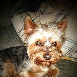 Whisky - Yorkshire Terrier