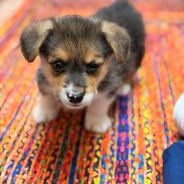 Zoro - Black and tan male Pembroke Welsh Corgi puppy in Snellville, Georgia from Laur's Classic Corgis