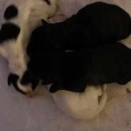 Miniature Schnauzers from Vicki's Miniature Schnauzers
