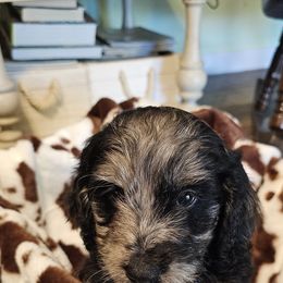 Aussiedoodle, Poodle, and Toy Australian Shepherd Puppies from Wild Farm Puppies