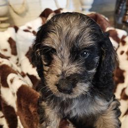 Aussiedoodle, Poodle, and Toy Australian Shepherd Puppies from Wild Farm Puppies