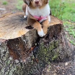 Miniature Australian Shepherd Puppies from Peace Creek Aussies