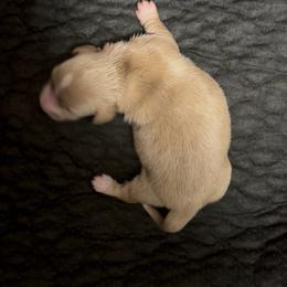 GIRL1 DO NOT SUBMIT APPLICATION UNLESS SERIOUS - Cream female Dachshund puppy in Wisconsin from Sabe and Shabe’s Doxies