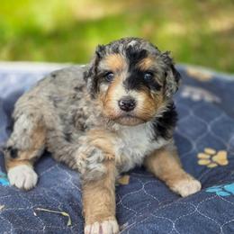 Sugar - Merle female Bernedoodle puppy in Shelton, Washington from NW Bernedoodles of Washington