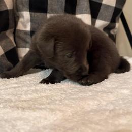 Lilly- Light Pink - Charcoal female Dilute Retriever puppy in Marion, Illinois from Summer Lovin’ Labradors of Southern Illinois
