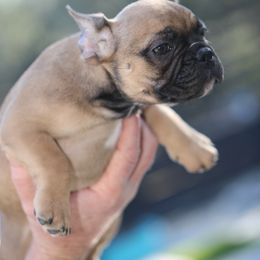 French Bulldog Puppies from Camp Fine Frenchies