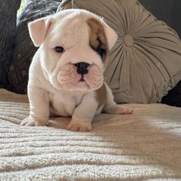 Mr Potato Head - Red and white male Bulldog puppy in Fayettville Ar, Arkansas from Ozark Bulldogs