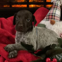 Bell - German Shorthaired Pointer puppy in Weeki Wachee, Florida from River Ridge GSP