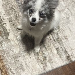 Pomeranian and Pomsky All Grown Up from Southern Poms of Texas