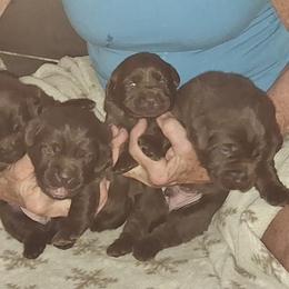 Chocolate boy 2 - Chocolate male Labrador Retriever puppy in Indiantown, Florida from Spirit Oaks Labrador Retrievers