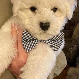 Bichon Frises from Nance Bichon Frise
