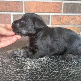 4J's Hot Pepper - Salt and pepper female Miniature Schnauzer puppy in Eunice, Louisiana from 4J's Cajun Kennels