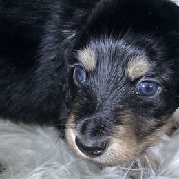 Teddy - Black and cream male Dachshund puppy in Oregon from SoCo Dachshunds