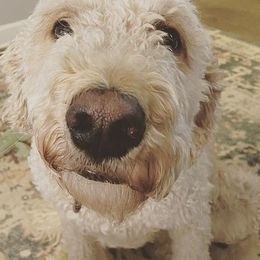 Goldendoodles from Poppy Paws & Co.