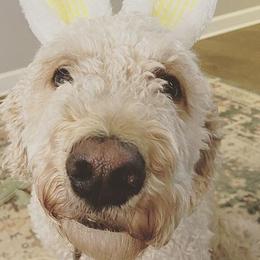Goldendoodles from Poppy Paws & Co.