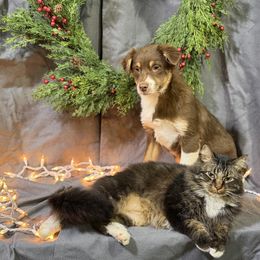 Mabel - Red tri-color female Miniature American Shepherd puppy in Clinton, Missouri from Mockingbirds American Minis