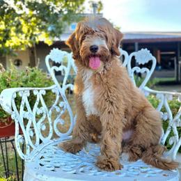 Apricot wavy - Red male Bernedoodle puppy in Graham, Texas from 2 Rose Ranch Doodles