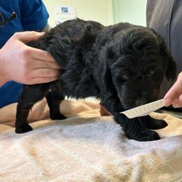 Finn - Black tri-color male Aussiedoodle puppy in Charlestown, Indiana from Forever Aussies and A Doodle