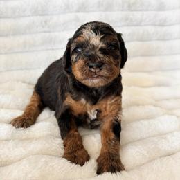 Star - Blue merle female Aussiedoodle puppy in Calimesa, California from Teakwoodpoodleofsocal