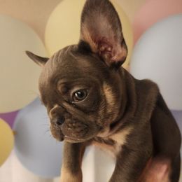 French Bulldogs from Best Frenchies 4 forever