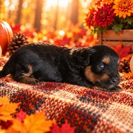 Nutella - Black and tan female Cavapoo puppy in Myrtle Beach, South Carolina from Colorful-K9'S