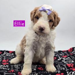 Ellie - Red female Bernedoodle puppy in Neillsville, Wisconsin from Granton Creek