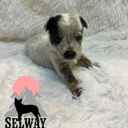 No collar - Blue male Australian Cattle Dog puppy in Kamiah, Idaho from Selway Australian Cattle Dogs