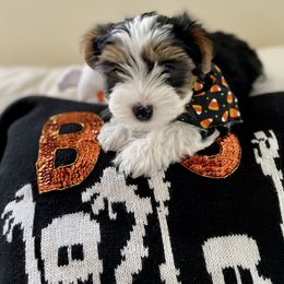Biewer Terrier Puppies from Blue Water Biewers LLC