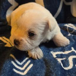 Eve - White female Miniature Schnauzer puppy in Elgin, Iowa from Firefly Stables