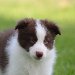 Jay - Red male Border Collie puppy in Tylertown, Mississippi from Cool Meadow Farms