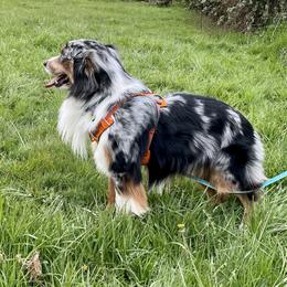 Timber  - Miniature American Shepherd