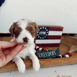 Meadow - White female Cavapoo puppy in Mesa, Arizona from Pedersendoodles