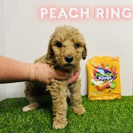 Aussiedoodle, Goldendoodle, and Labradoodle Puppies from Loyal Doodles