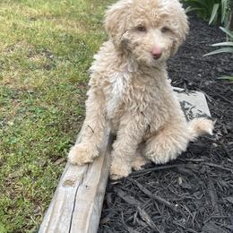 Golden Aussiedoodle and Goldendoodle Puppies from Law Doodles of SC