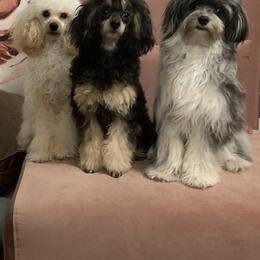 Aussiedoodles and Poodles from Bee Haven Poodles and Doodles