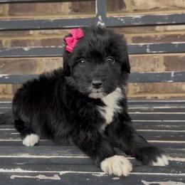 Orchid  1,200 - Black and white female Aussiedoodle puppy in Cartersville, Georgia from Simply Blessed Doodles