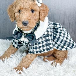 Cupid - Red  female Goldendoodle puppy in Otisville, Michigan from Danie’s Darling Doodles LLC