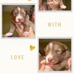 Sprout - Red and white male Siberian Husky puppy in Florence, Kentucky from Moonlight Howl Huskies