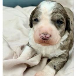 Ally - Blue merle female Sheepadoodle puppy in Willacoochee, Georgia from Kitandkboodle's Doodles