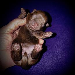 Boy 2 - male Shih Tzu puppy in North Central Oregon, Oregon from T-Amore Shih Tzu